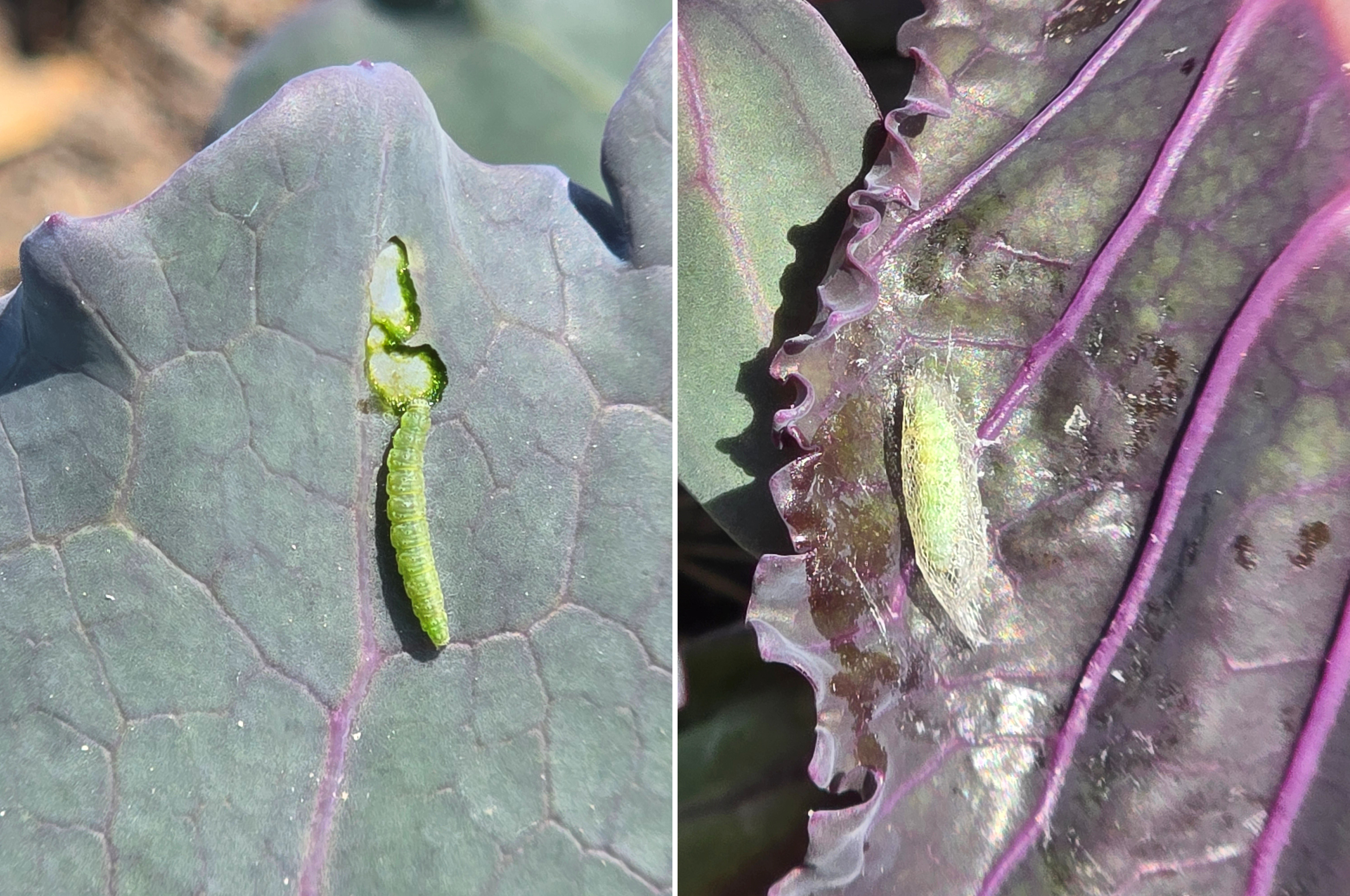 Diamondback moth larva (left) and pupa (right) on cabbage leaves.